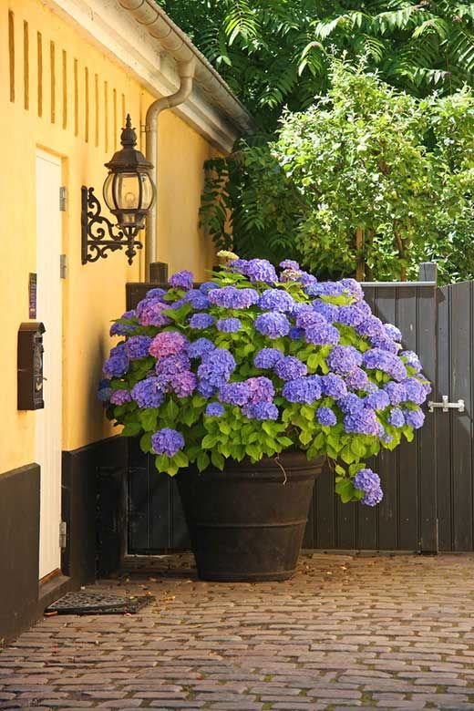 Container Gardening