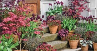 Container Gardening