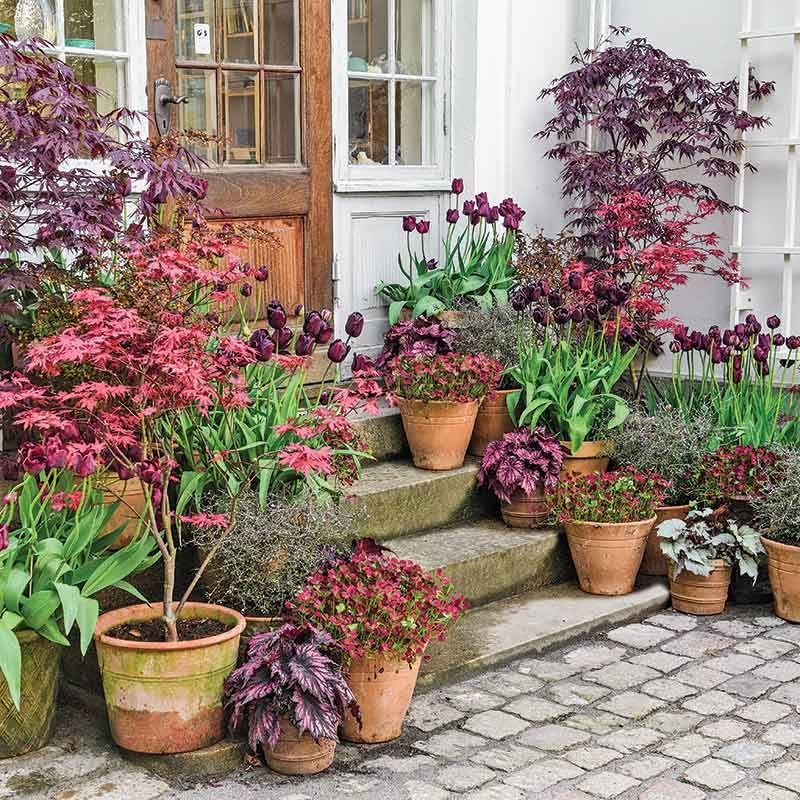 Container Gardening How to Successfully Grow Plants in Small Spaces with Containers