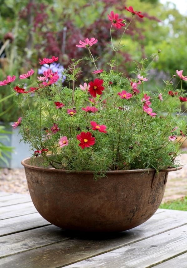 Container Plants: A Beginner’s Guide to Growing Beautiful Gardens