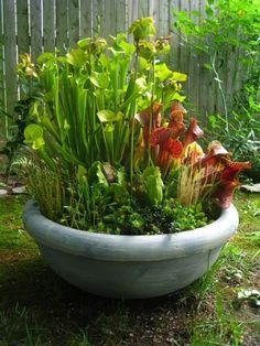 Container Plants Benefits of Growing Plants in a Small Space