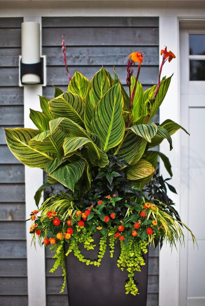 Container Plants