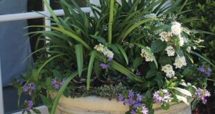 Container Plants