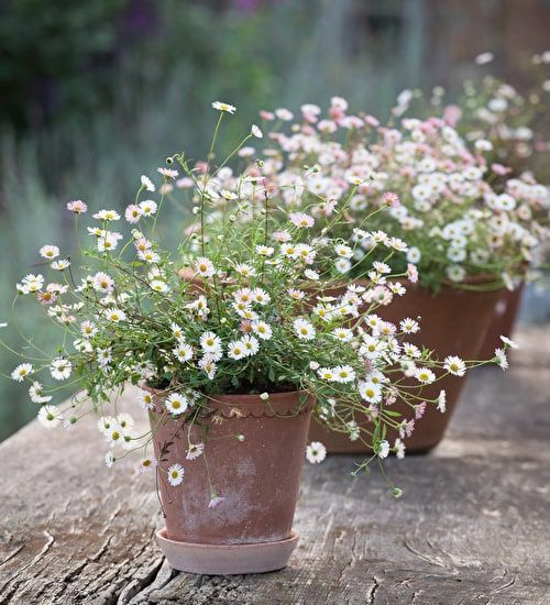 Container Plants How to Grow Beautiful Greenery in Small Spaces