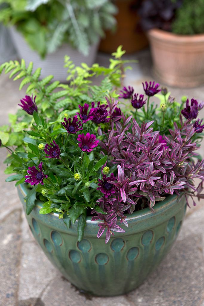 Container Plants How to Successfully Grow Plants in Containers