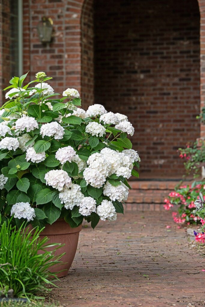 Container Plants