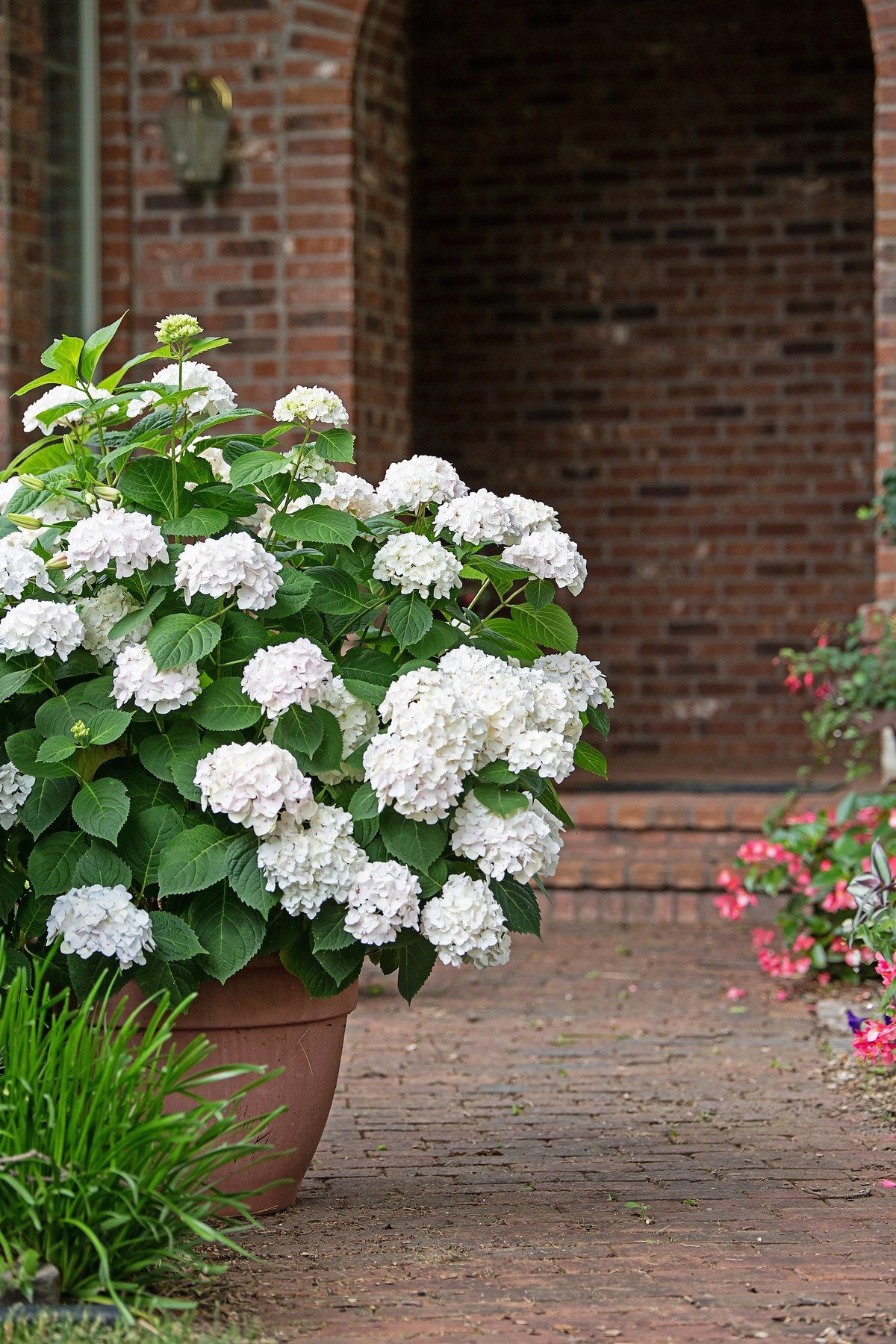 Container Plants: Tips for Growing Beautiful Greenery in Small Spaces