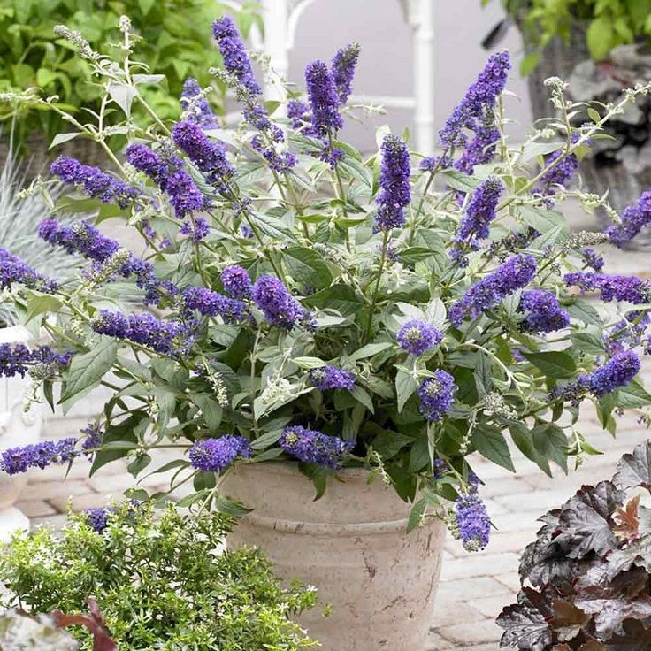 Container Plants Top Tips for Growing Plants in Pots and Small Spaces