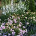 Cottage Garden