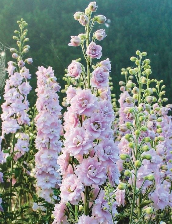 Cottage Garden