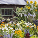 Cottage Garden