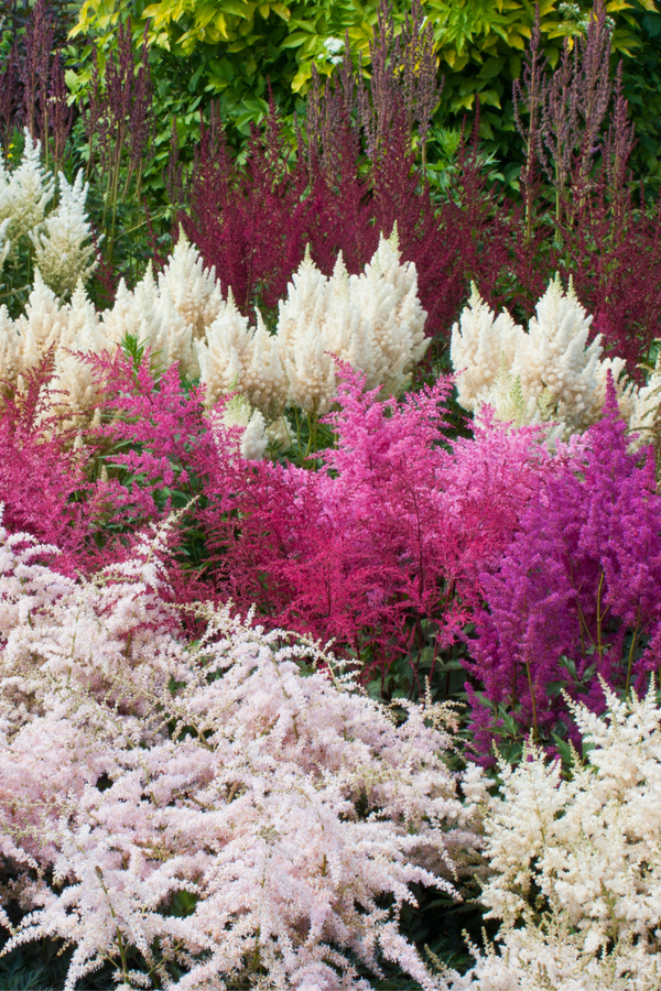 Deer Resistant Plants: The Ultimate Guide for a Beautiful Garden