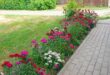 Dianthus Flowers