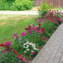 Dianthus Flowers