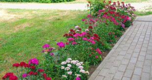 Dianthus Flowers