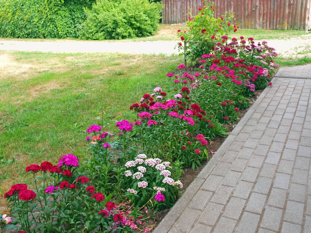 Dianthus Flowers Beauty of the Carnation Family: Growing Tips and Care for these Colorful Blooms