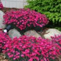 Dianthus Flowers