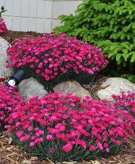 Dianthus Flowers “Dianthus Flowers: The Perfect Addition to Your Garden”