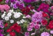 Dianthus Flowers