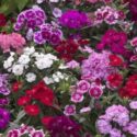 Dianthus Flowers