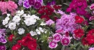 Dianthus Flowers