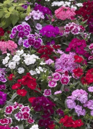 Dianthus Flowers