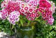 Dianthus Flowers