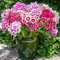 Dianthus Flowers