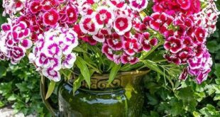 Dianthus Flowers