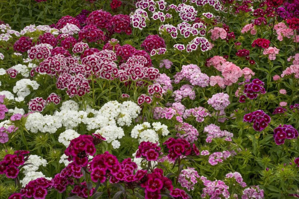 Dianthus Flowers