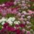 Dianthus Flowers