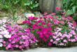 Dianthus Flowers