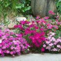 Dianthus Flowers