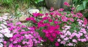 Dianthus Flowers