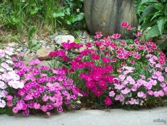 Dianthus Flowers Vibrant Blooms of the Carnation Family