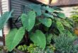 Elephant Ears Plants