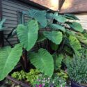 Elephant Ears Plants