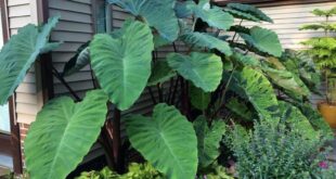 Elephant Ears Plants