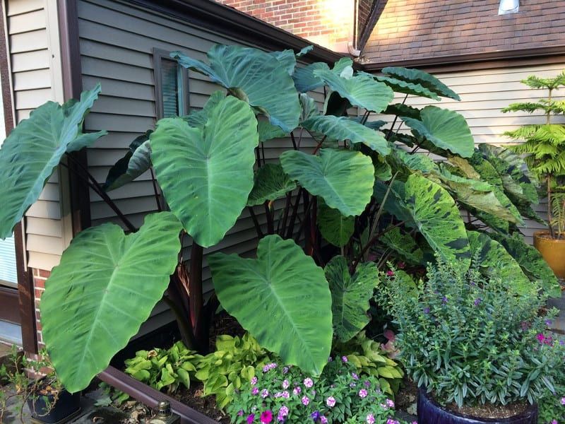 Elephant Ears Plants Giant-Leafed Plant Thrives in Moist Environments