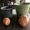 Elephant Ears Plants