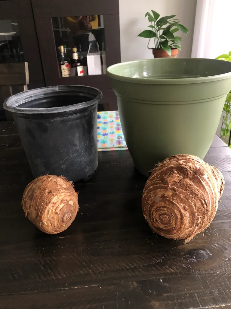 Elephant Ears Plants