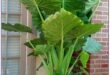 Elephant Ears Plants