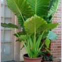 Elephant Ears Plants