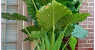 Elephant Ears Plants