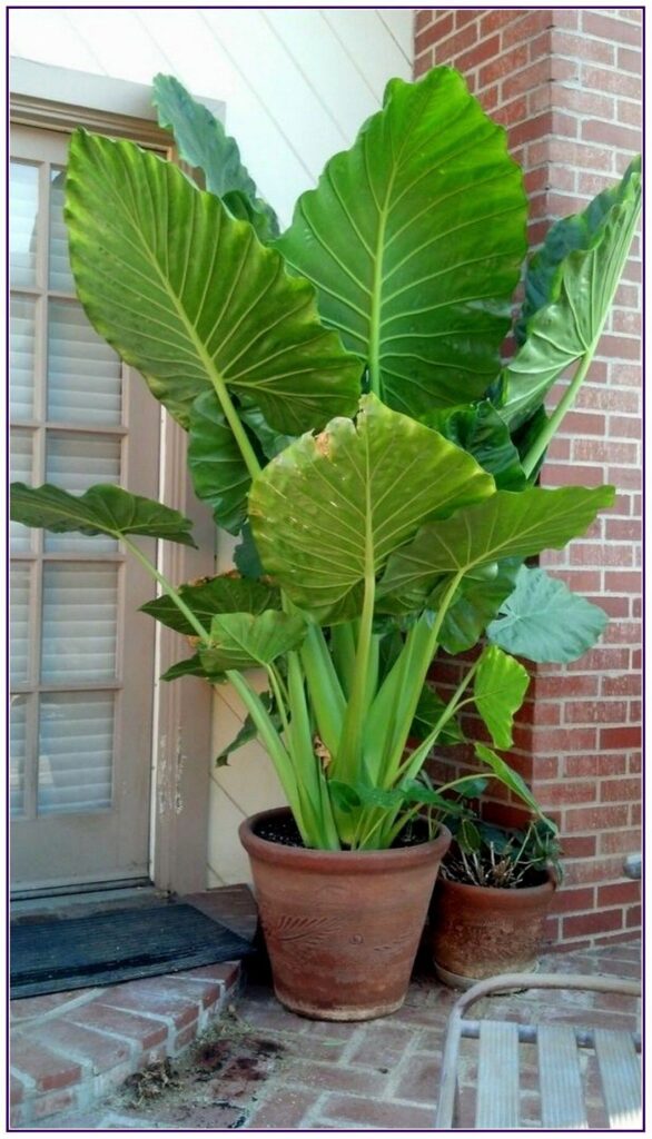 Elephant Ears Plants