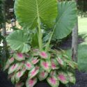 Elephant Ears Plants