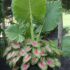 Elephant Ears Plants