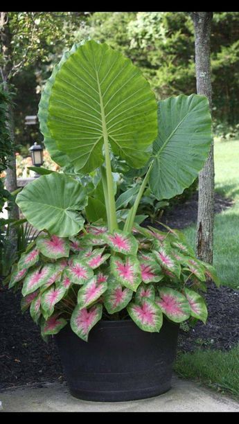 Elephant Ears Plants Growing Tips and Care Guide