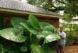 Elephant Ears Plants