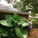 Elephant Ears Plants